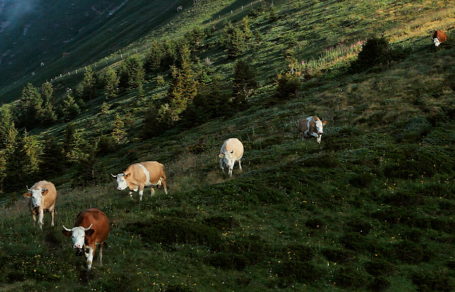alpwirtschaft kühe immer wieder montag wie|der dokumentarfilm debüt doku film schweiz reportage